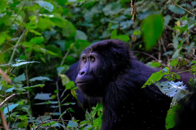 Gorillas, Migration & Zanzibar Honeymoon